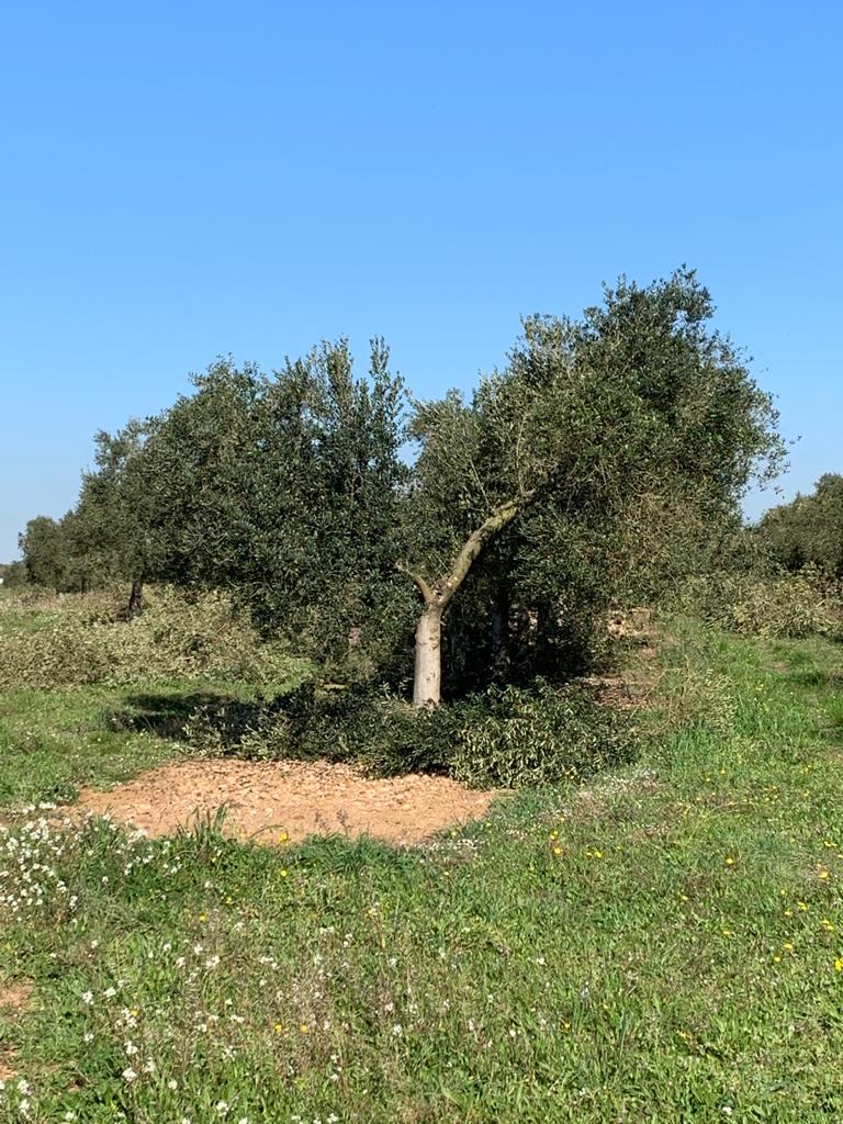 Poda del olivar calidad de los aoves