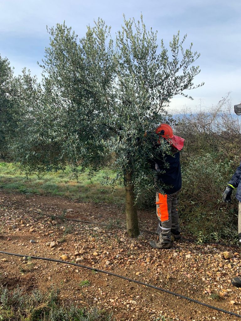 poda del olivo calidad aove