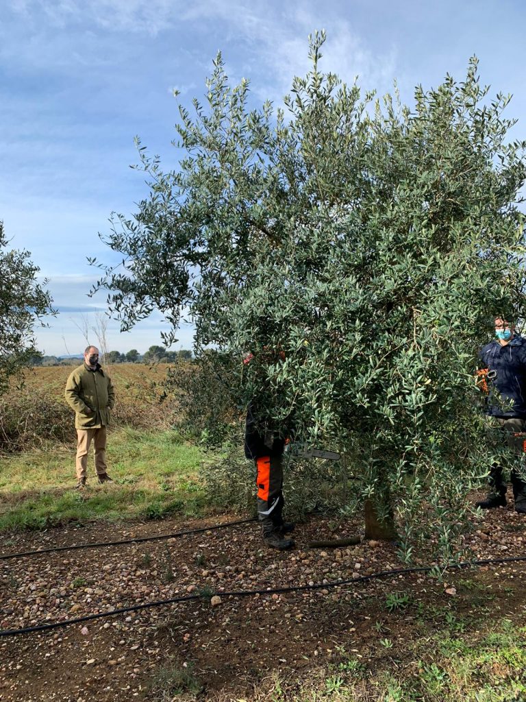 poda del olivo RAFAEL LOPEZ UCEDA