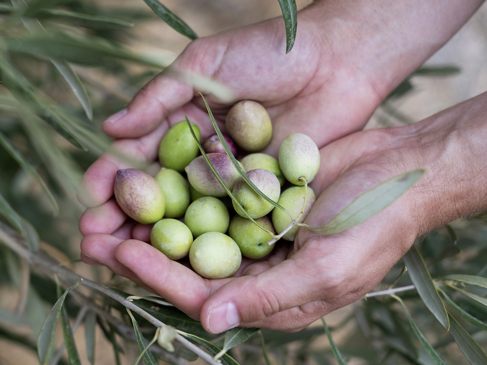 Cómo incide al clima en la productividad y en los precios del aceite de oliva.