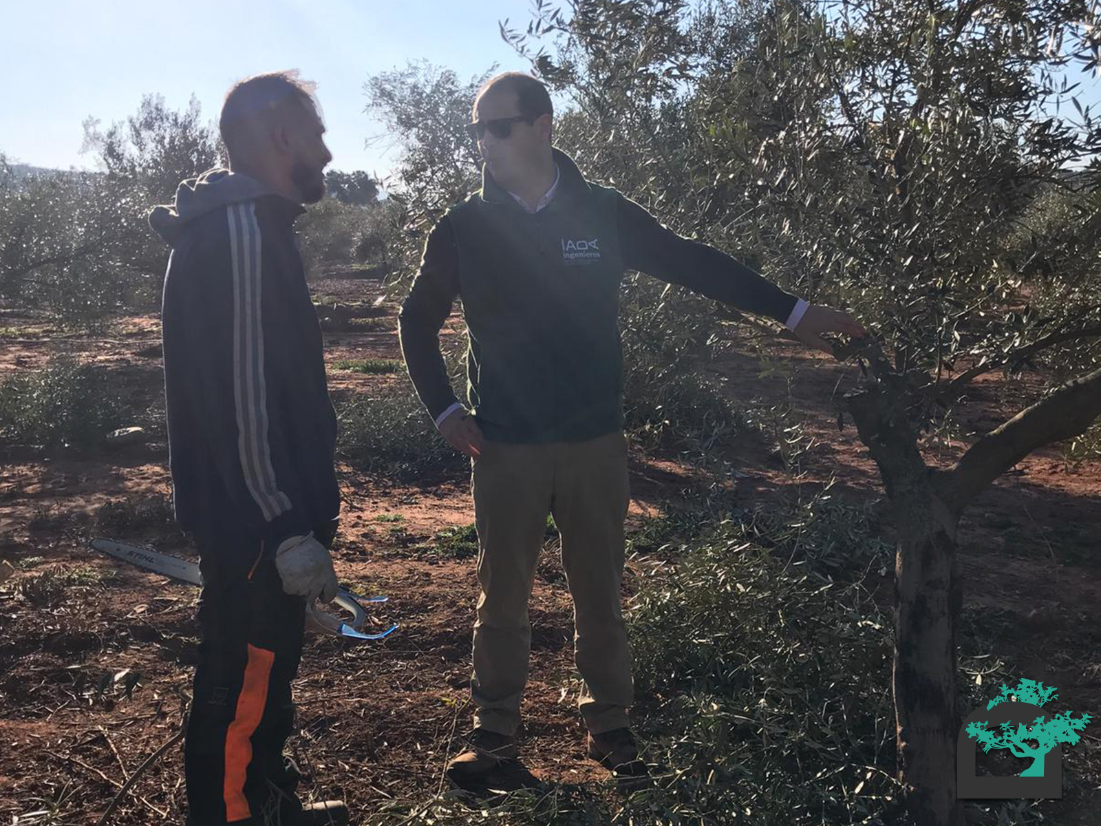Rafael López Uceda, Director técnico de IADA Ingenieros, asesorando en la poda del olivar.