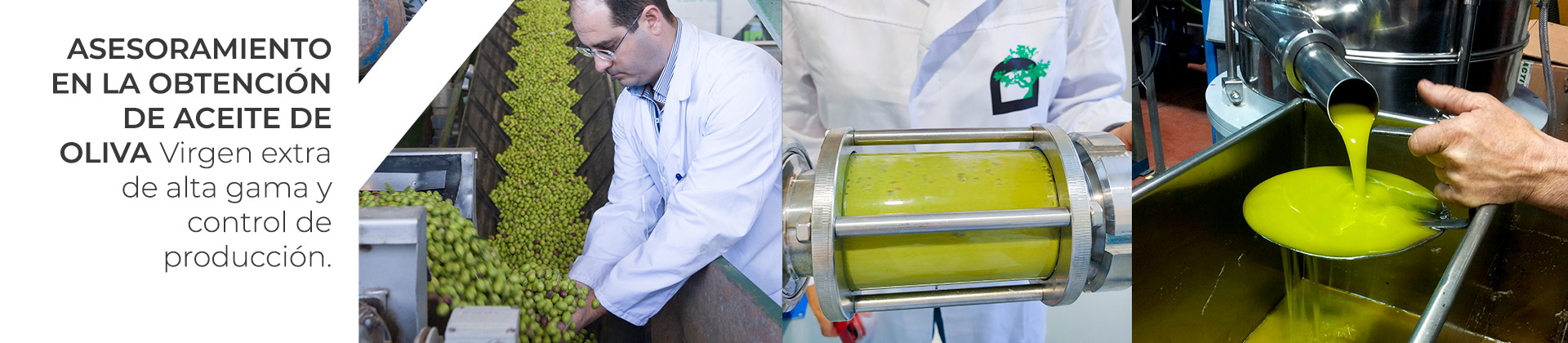 Asesoramiento en la obtención de aceite de oliva virgen extra de alta gama y control de producción.